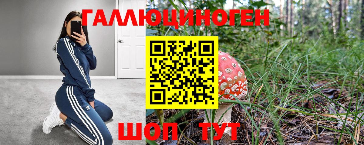 Галлюциногенные грибы Psilocybe Нововоронеж
